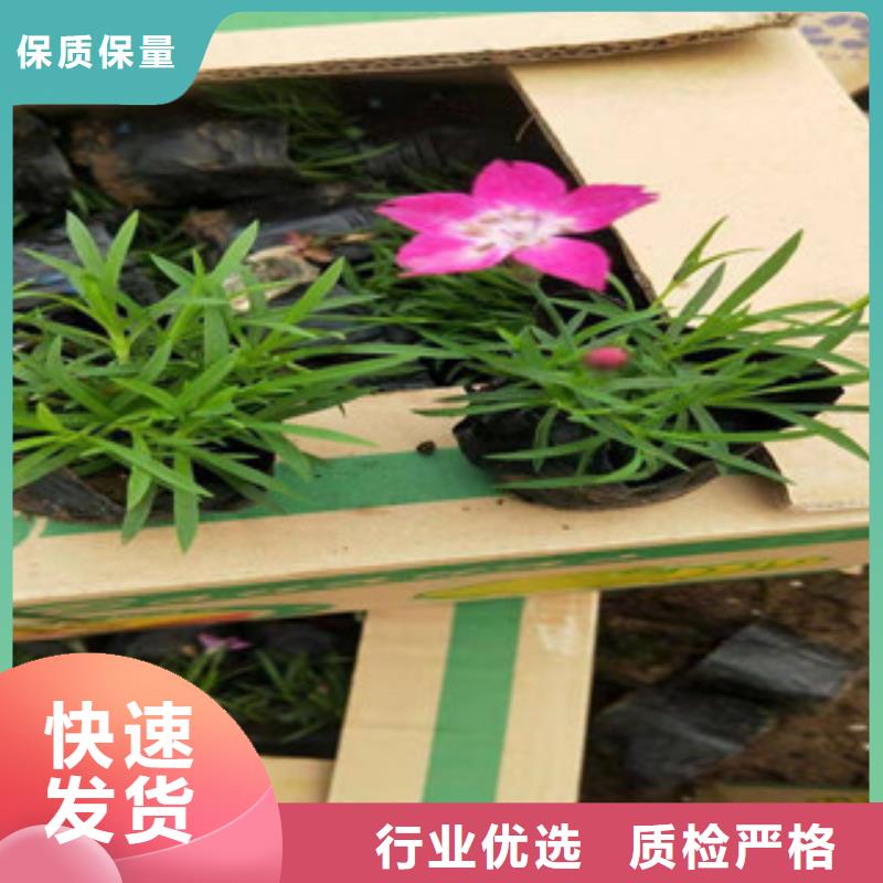 【宿根花卉-水生植物/荷花睡莲品质不将就】