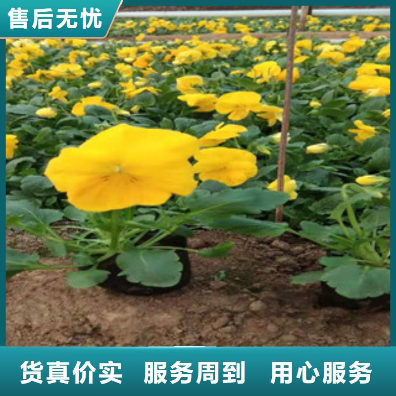 【宿根花卉-水生植物/荷花睡莲品质不将就】