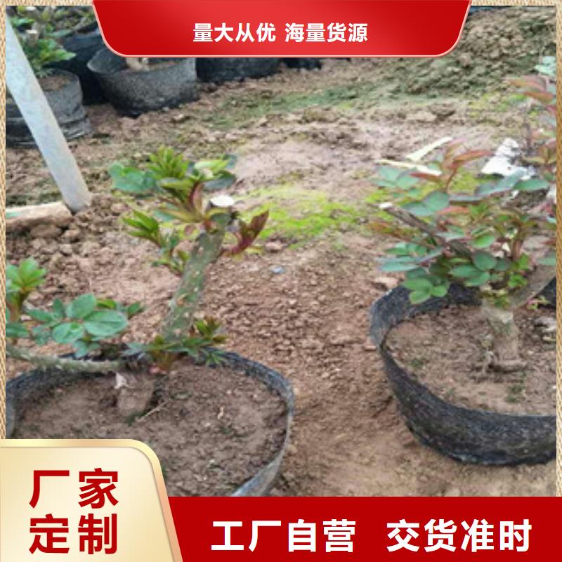 花海景观【五一国庆草花批发】品质之选