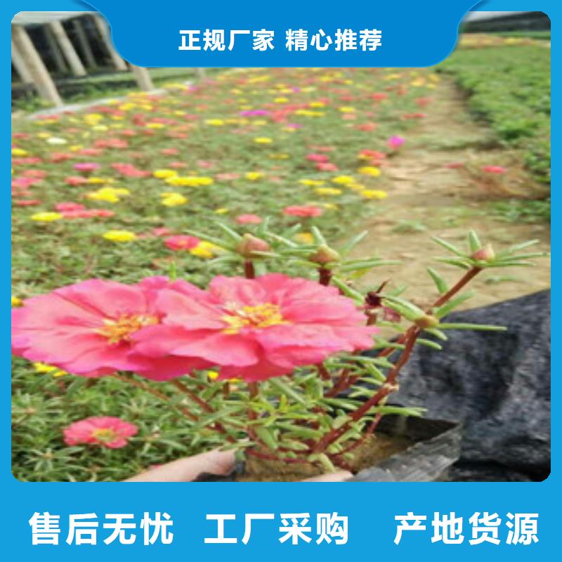 花海景观【鲁冰花/粉黛乱子草】自有生产工厂