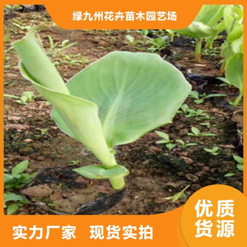 花海景观水生植物/荷花睡莲设备齐全支持定制