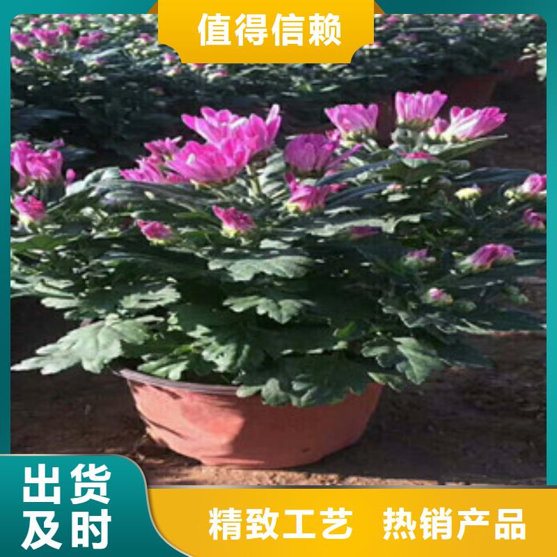 花海景观宿根花卉基地货源足质量好