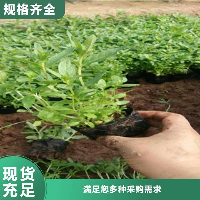 【花海景观】柳叶马鞭草/薰衣草厂家直销安全放心