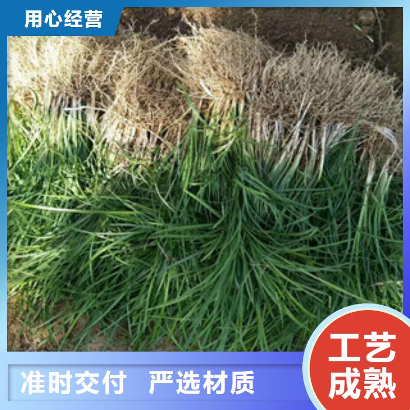 花海景观鲁冰花/粉黛乱子草实力厂家直销