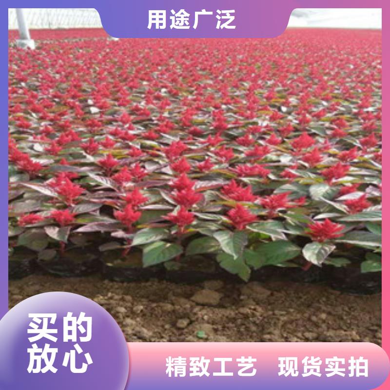 花海景观宿根花卉基地货源足质量好