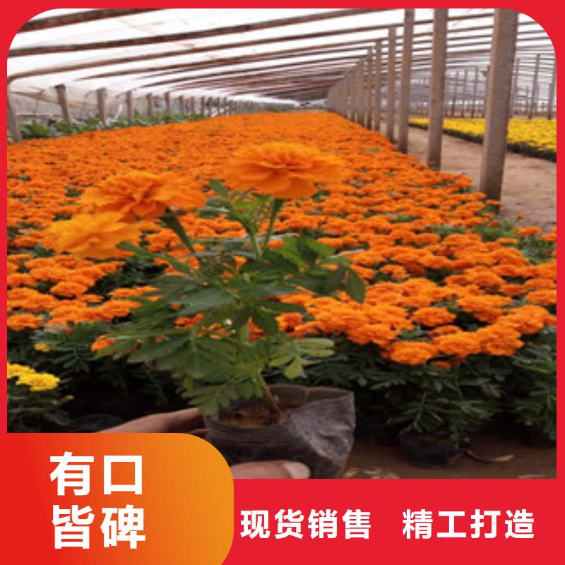 花海景观宿根花卉基地 来图加工定制