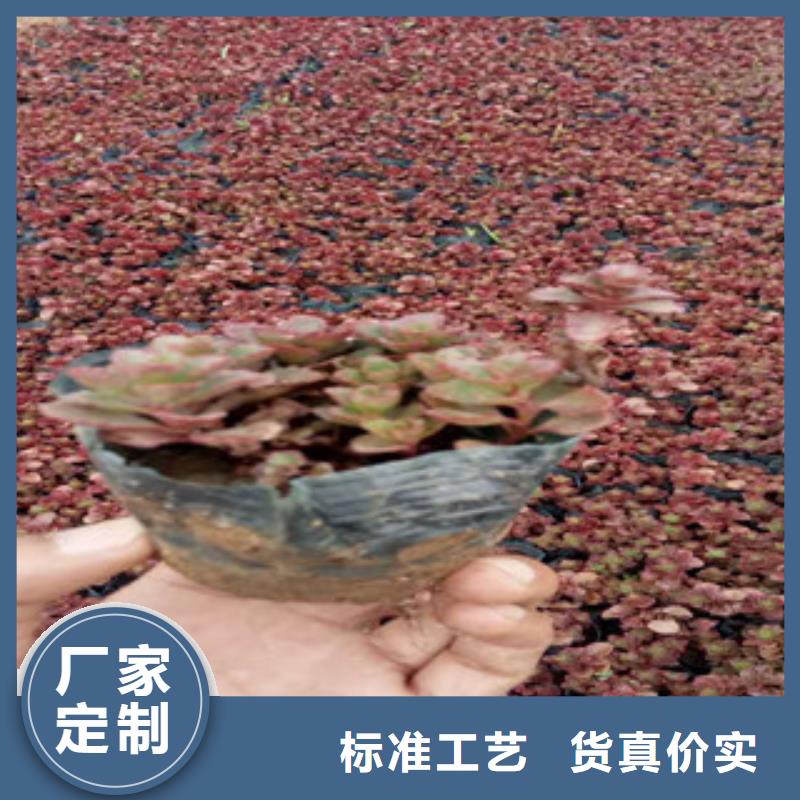 【花海景观】耐寒耐旱草花基地做工精细