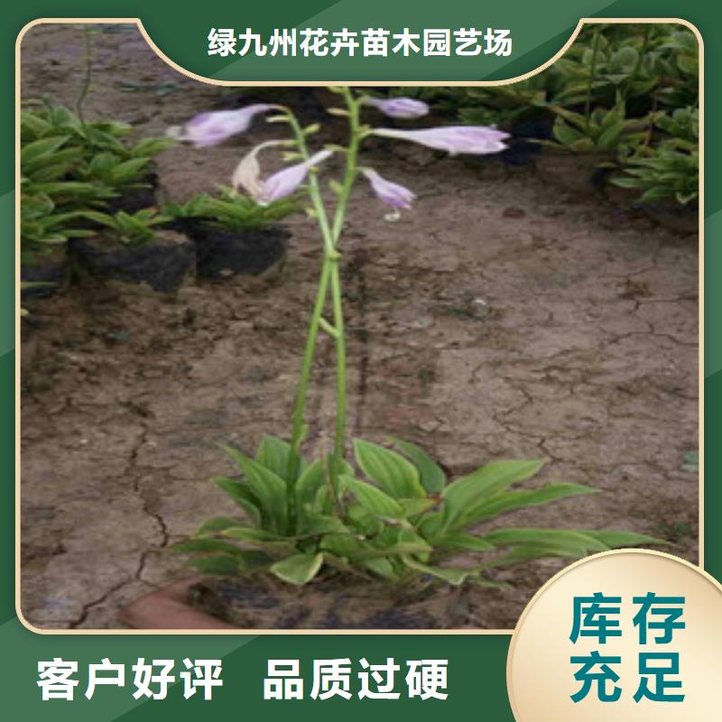 【花海景观】耐寒耐旱草花基地做工精细