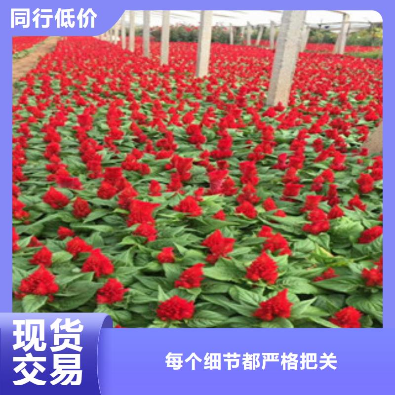 花海景观【鲁冰花/粉黛乱子草】自有生产工厂