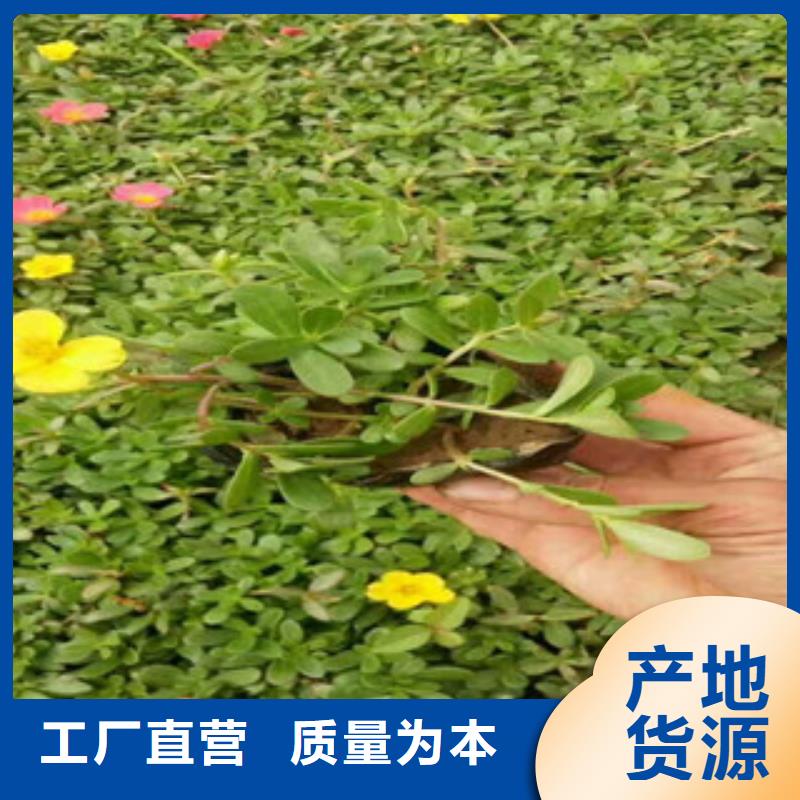 花海景观_鲁冰花/粉黛乱子草好货采购