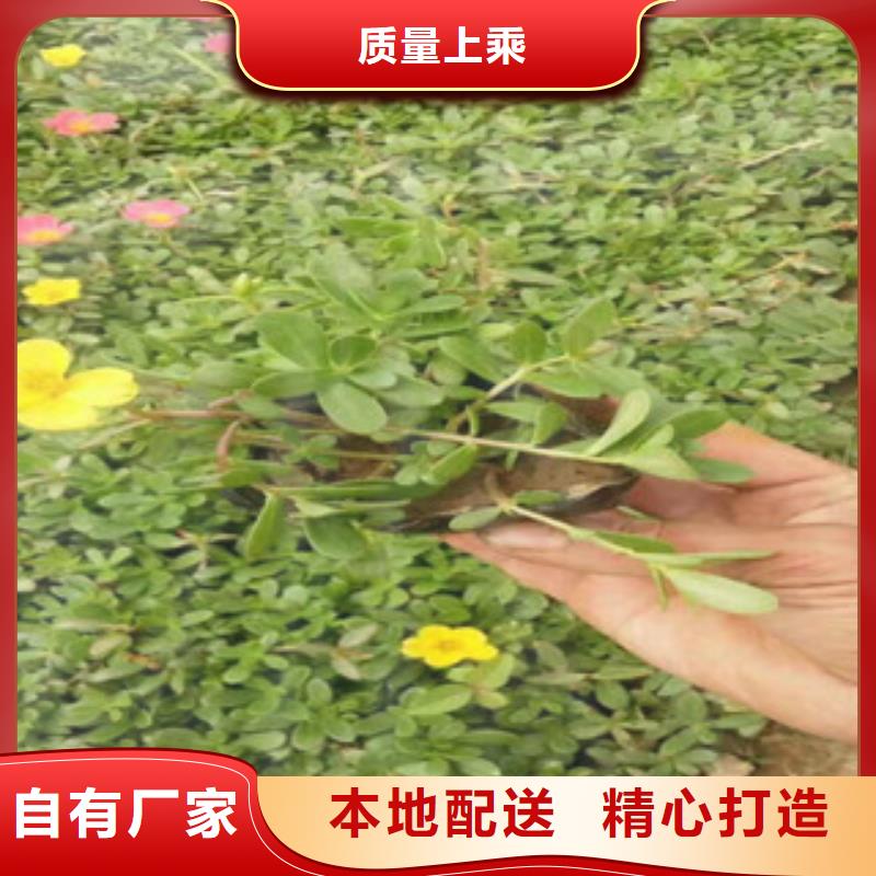 【花海景观】耐寒耐旱草花基地做工精细