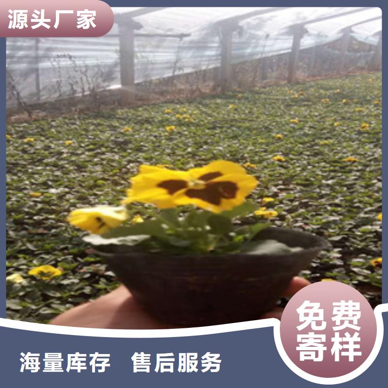 花海景观鲁冰花/粉黛乱子草实力厂家直销