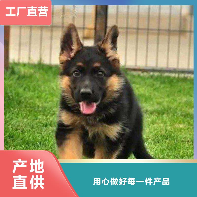 德国牧羊犬杜宾犬货源足质量好