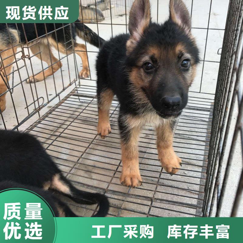 德国牧羊犬拉布拉多犬层层质检