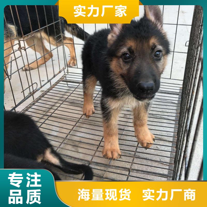 德国牧羊犬比特犬真正的源头厂家