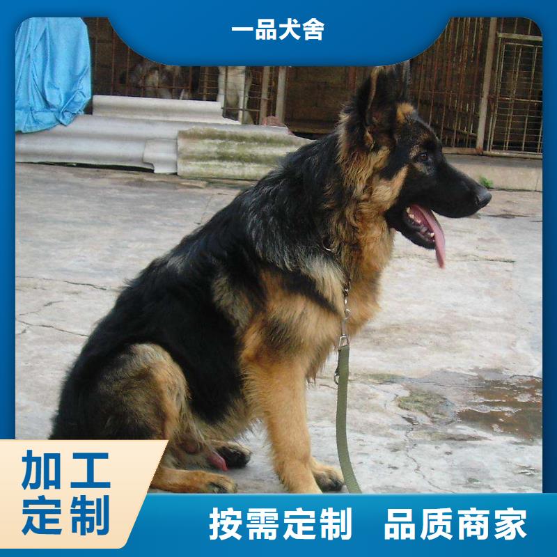 【德国牧羊犬】马犬一站式采购