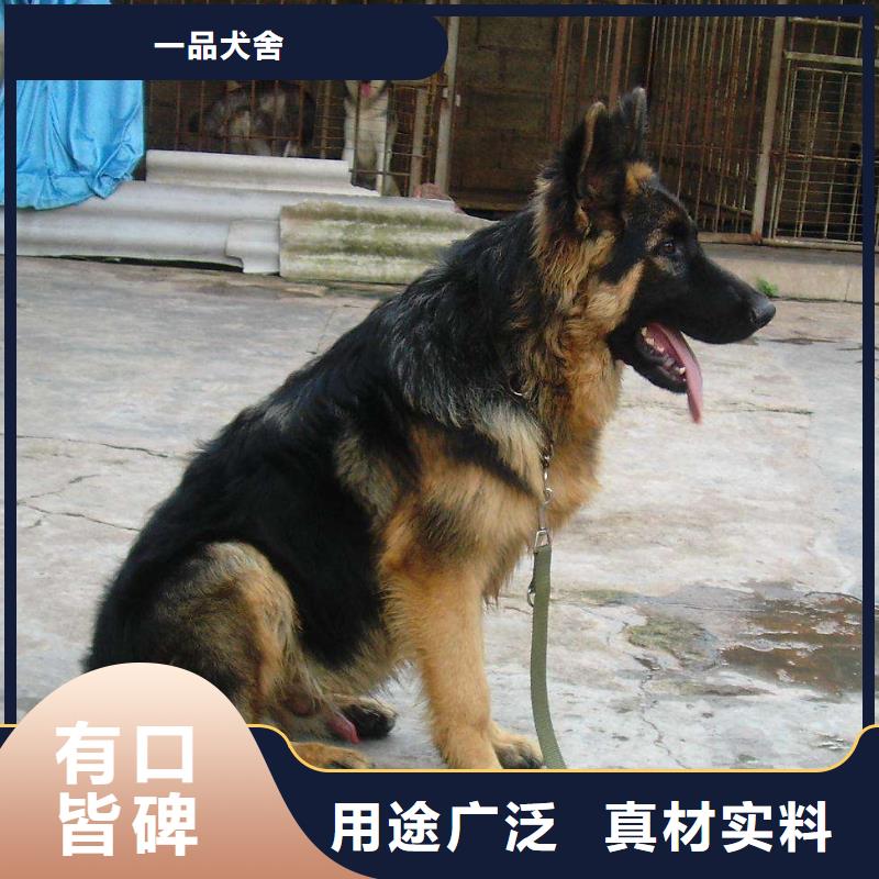 【德国牧羊犬】马犬一站式采购