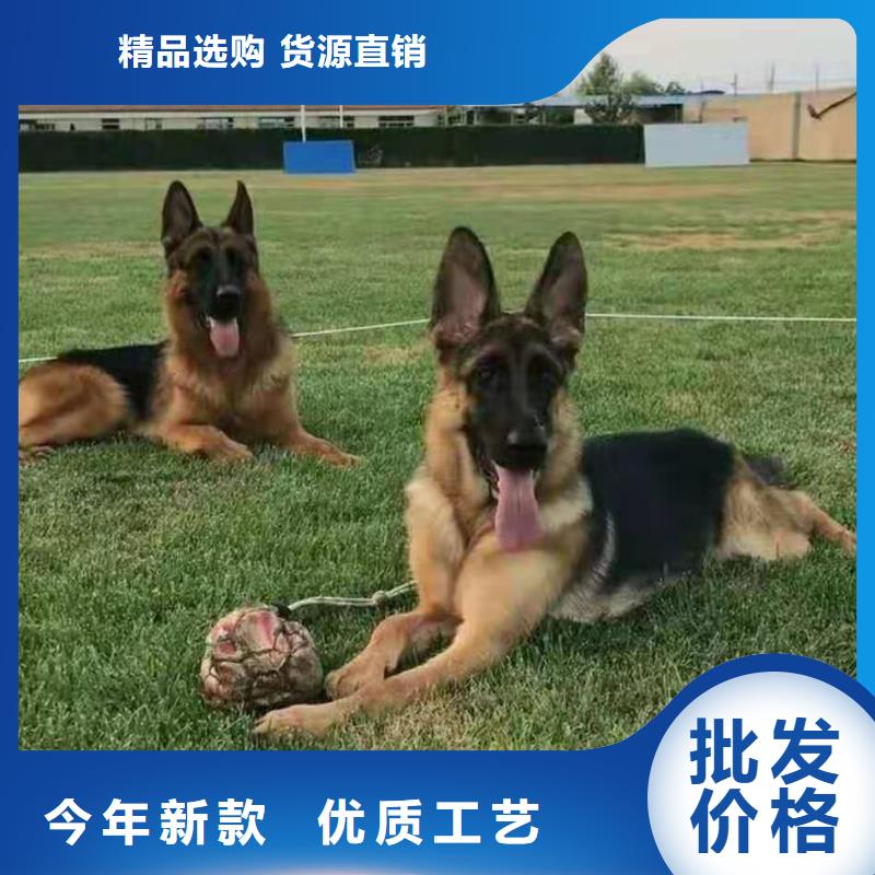 【德国牧羊犬】马犬一站式采购