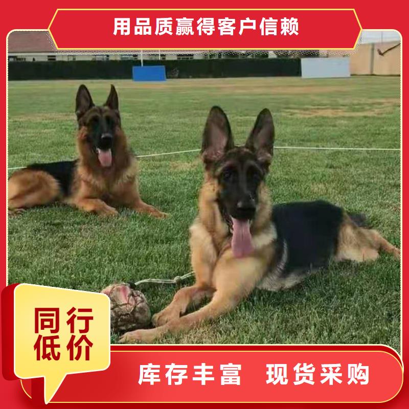 德国牧羊犬德牧犬定制不额外收费