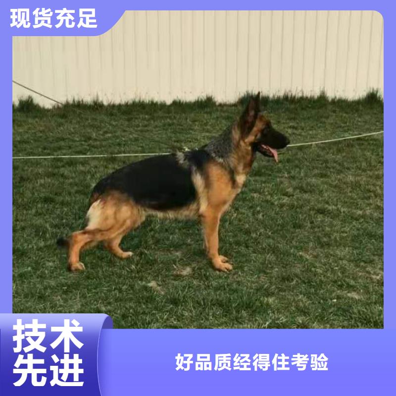 【德国牧羊犬】,卡斯罗犬现货充足