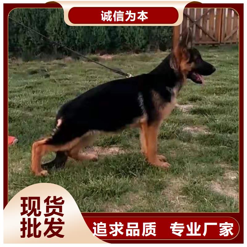 德国牧羊犬-比特犬厂家现货批发