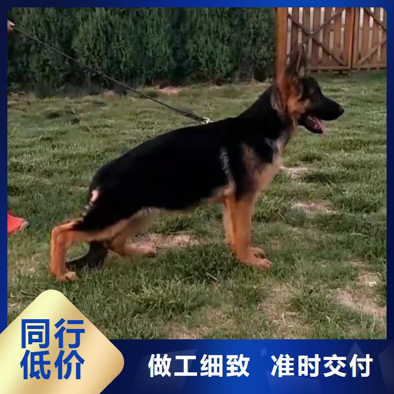 德国牧羊犬 卡斯罗犬厂家销售