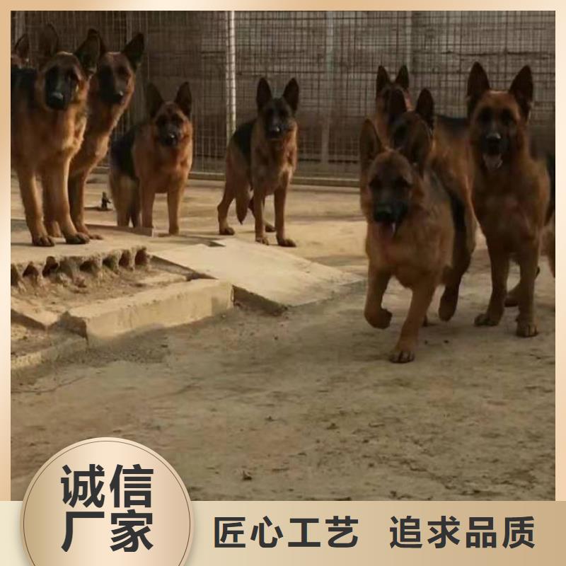 德国牧羊犬拉布拉多犬层层质检