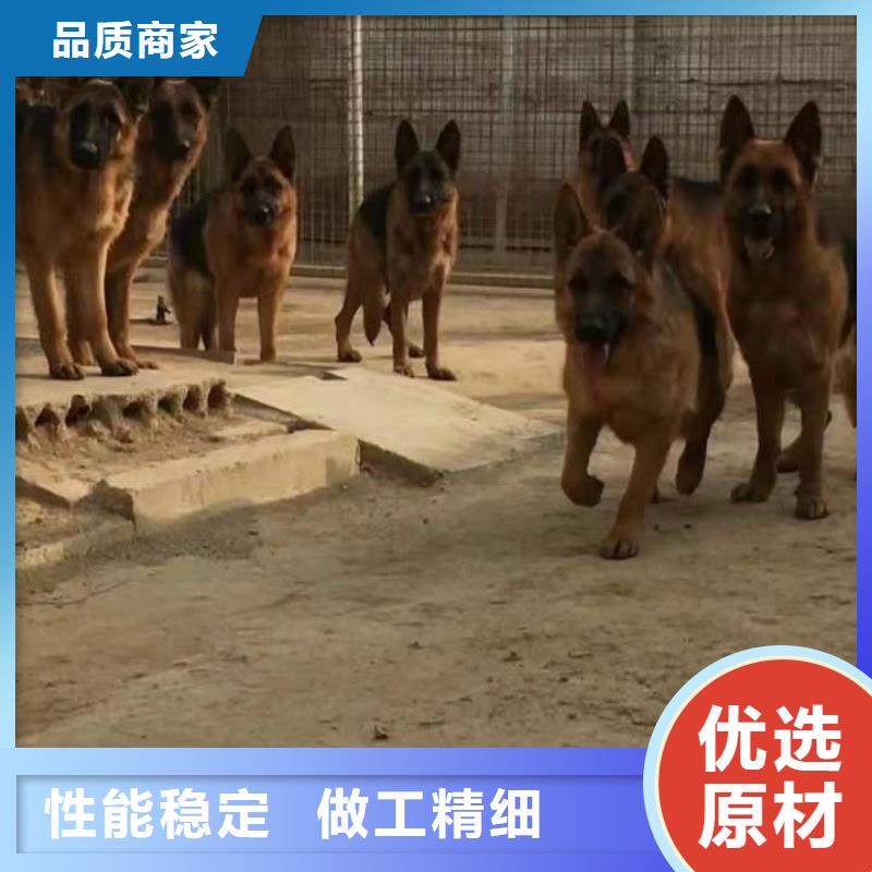 德国牧羊犬卡斯罗犬采购无忧