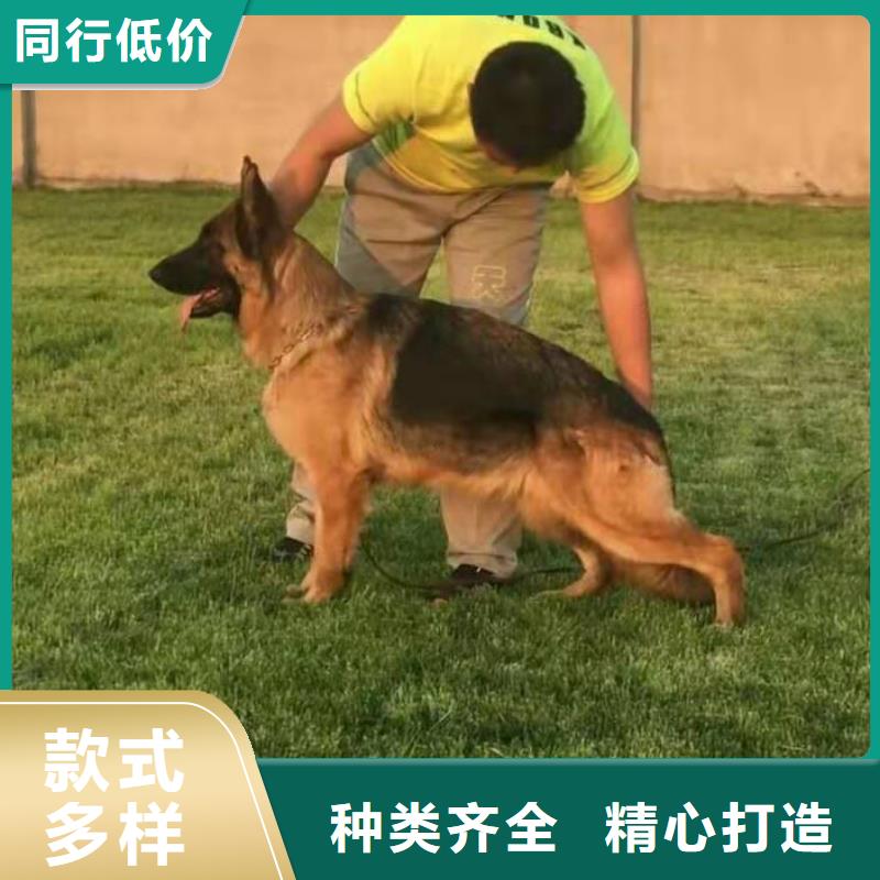 德国牧羊犬杜宾犬优质材料厂家直销