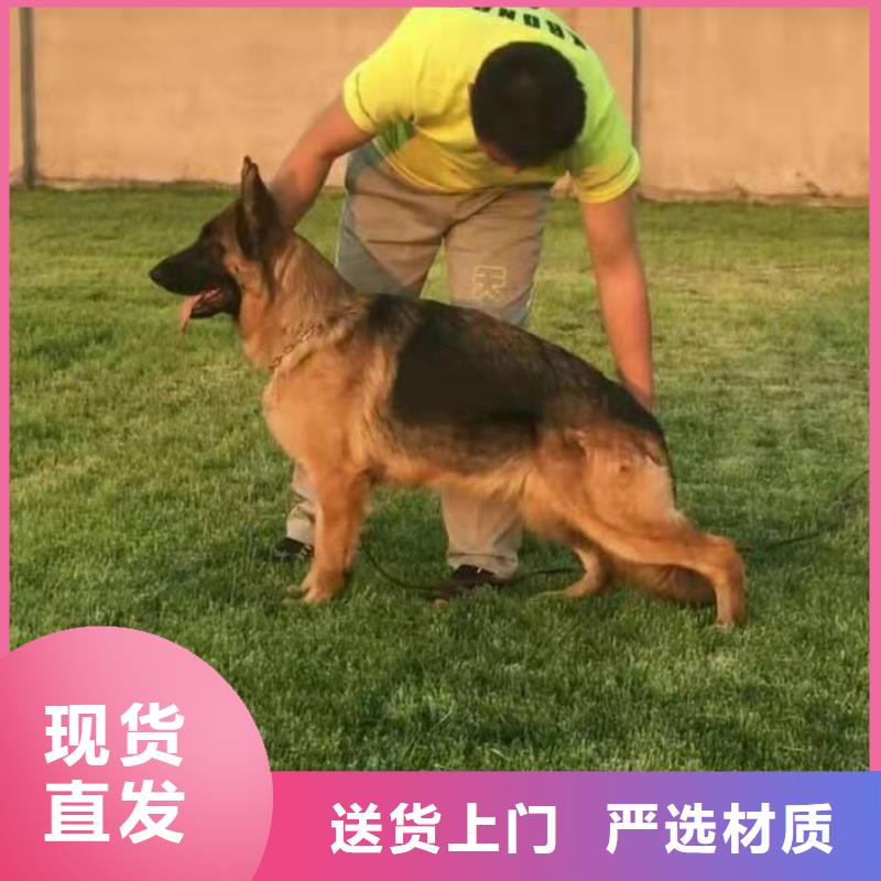 【德国牧羊犬】,卡斯罗犬现货充足