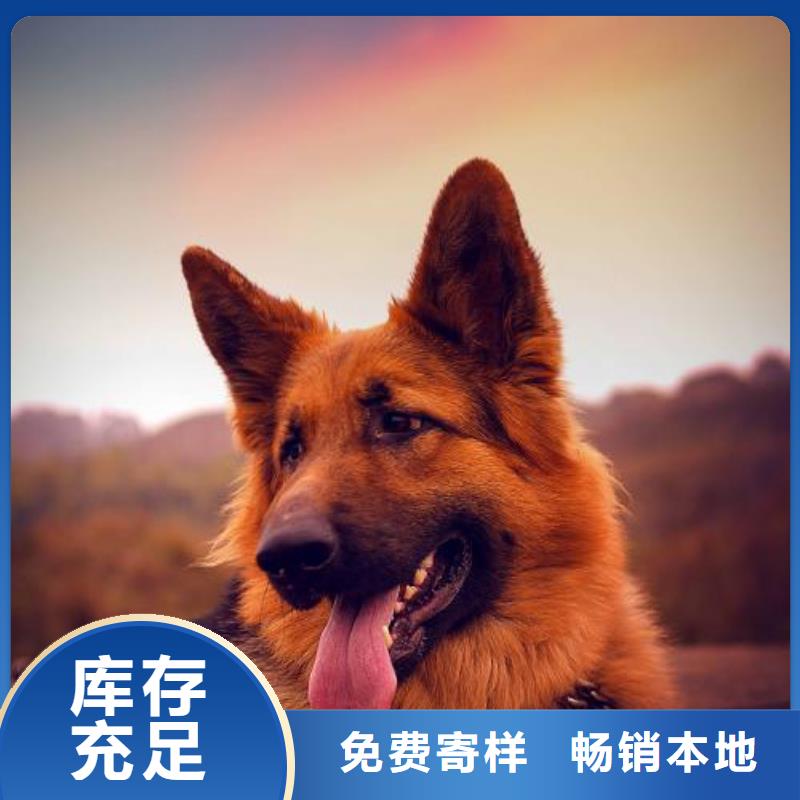 德国牧羊犬卡斯罗犬采购无忧