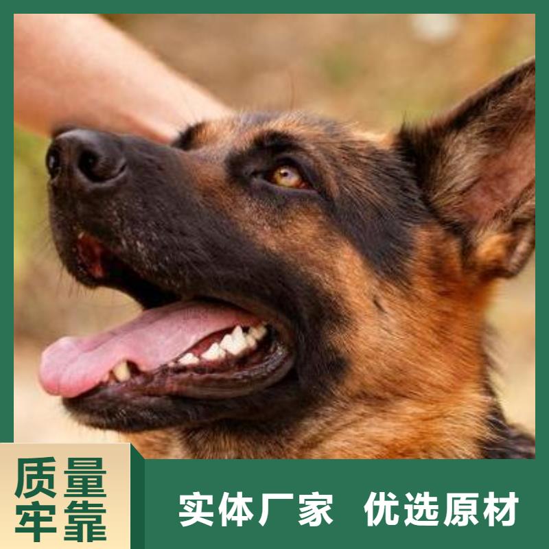 德国牧羊犬德牧犬敢与同行比服务