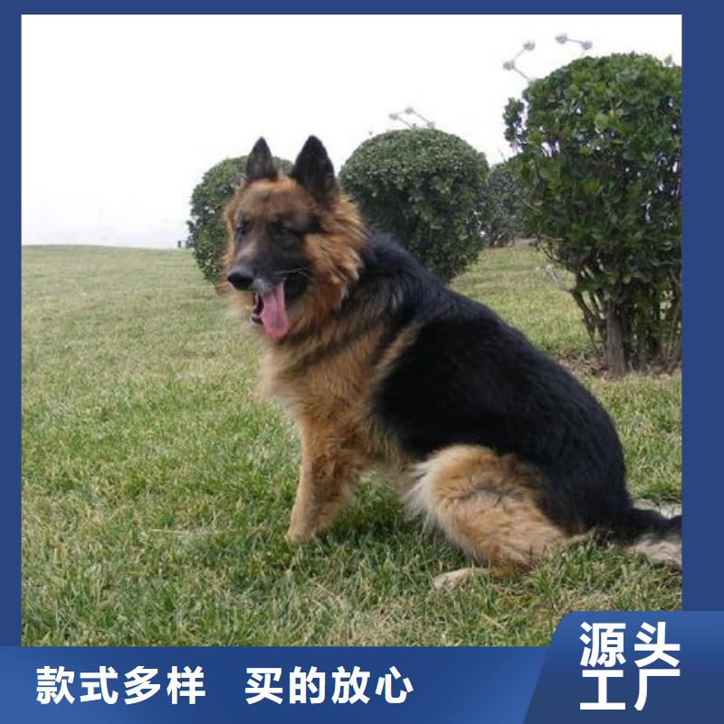 【德国牧羊犬】高加索 犬好货采购
