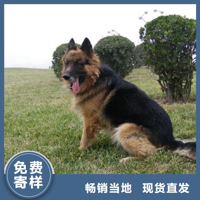 德国牧羊犬德牧犬定制不额外收费