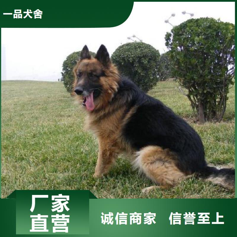 【德国牧羊犬】_比特犬品种全