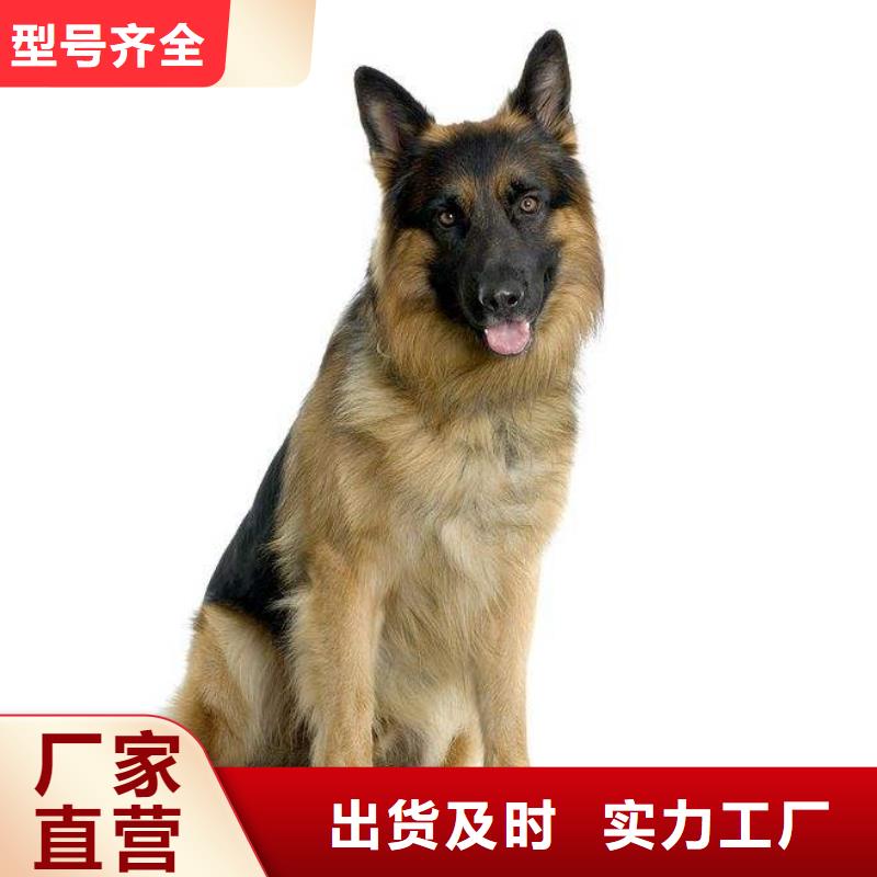 【德国牧羊犬杜高犬好货直供】