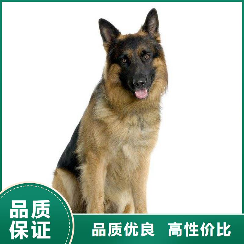 德国牧羊犬罗威纳犬现货充裕