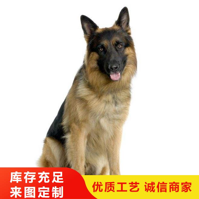 【德国牧羊犬】马犬一站式采购