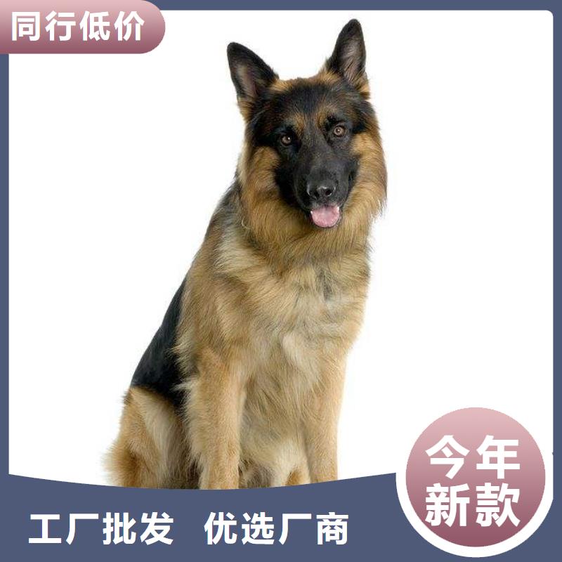 德国牧羊犬-马犬48小时发货