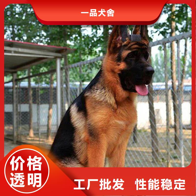 德国牧羊犬杜宾犬优质材料厂家直销