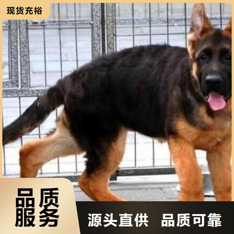 【德国牧羊犬】,卡斯罗犬现货充足