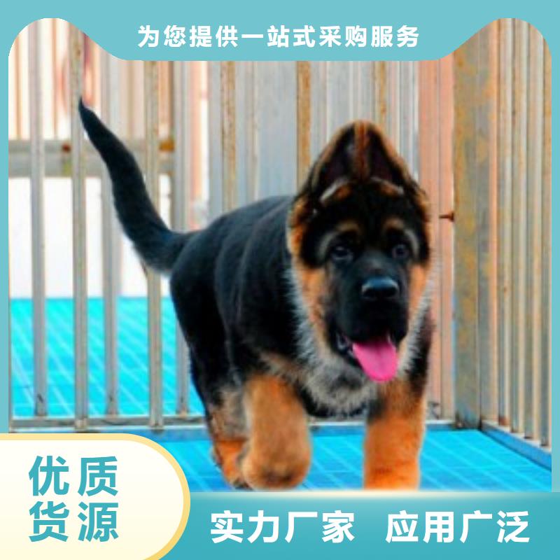 德国牧羊犬德牧犬敢与同行比服务