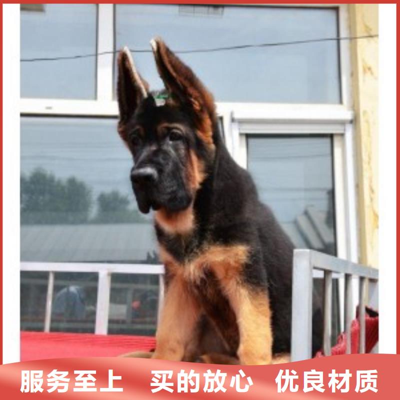 【德国牧羊犬黑狼免费获取报价】