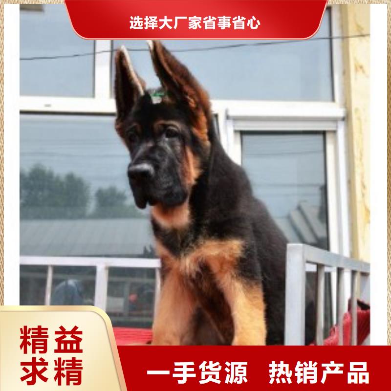 德国牧羊犬卡斯罗犬采购无忧