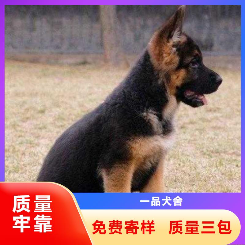 德国牧羊犬 【罗威纳犬】拥有核心技术优势