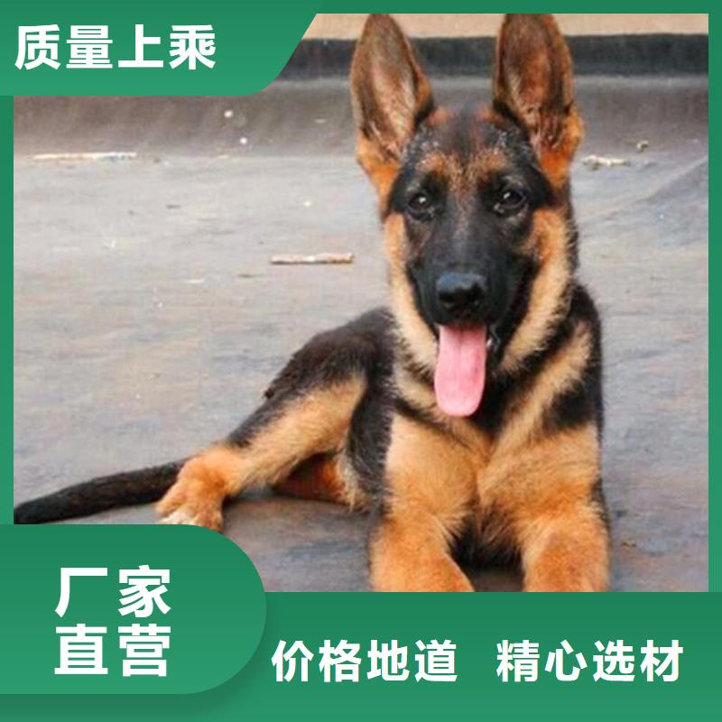 【德国牧羊犬黑狼免费获取报价】