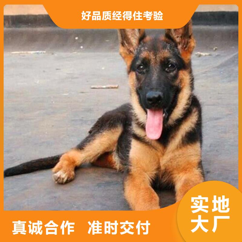【德国牧羊犬】高加索 犬好货采购