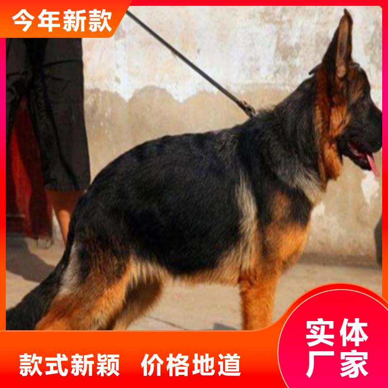 德国牧羊犬 卡斯罗犬厂家销售