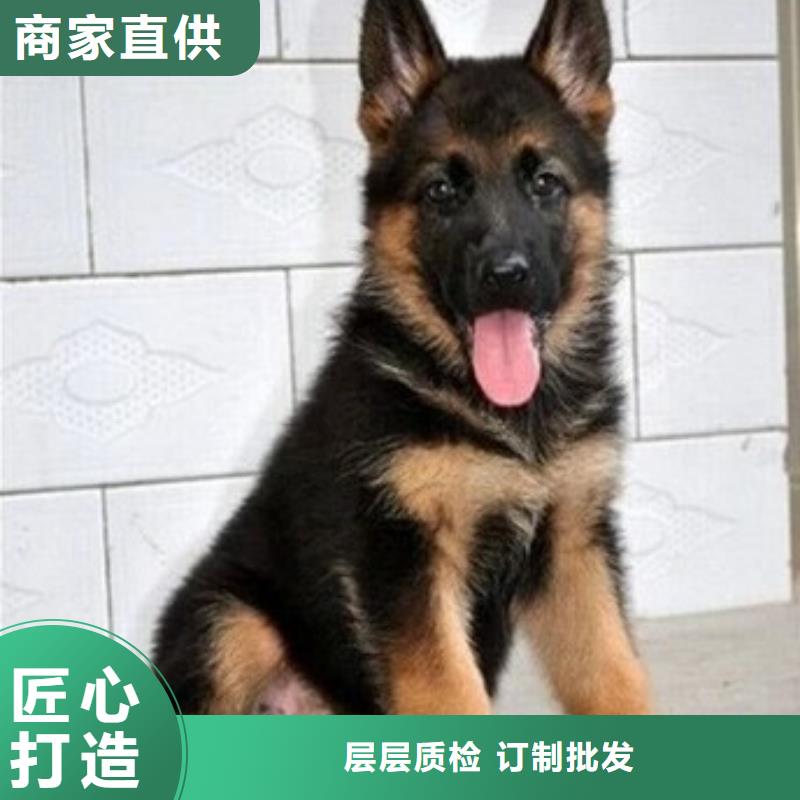 德国牧羊犬德牧犬定制不额外收费