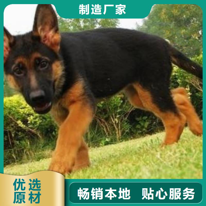 德国牧羊犬-马犬48小时发货